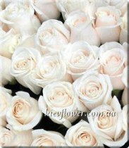 Vendella rose
